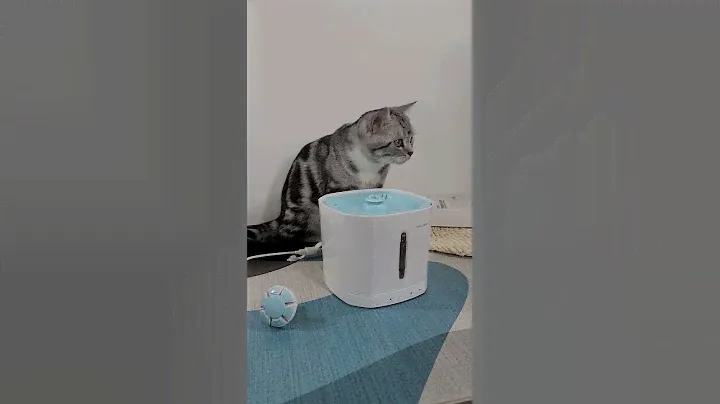Воды котам! Питьевые фонтаны для животных, автопоилки для кошек и собак