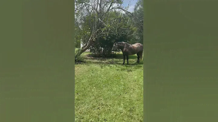 Mac vs bird feeder 🤣