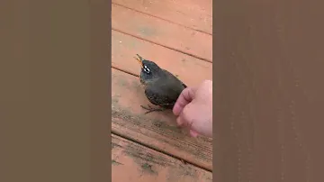 HOW To Pet A Wild  Bird 🦅 NO KIDDING!!