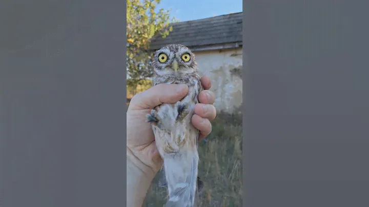 Сыч КУЗЯ 🦉🦉🦉на свободе 🤘🤘🤘 часть 2 инструктаж 👍👍👍
