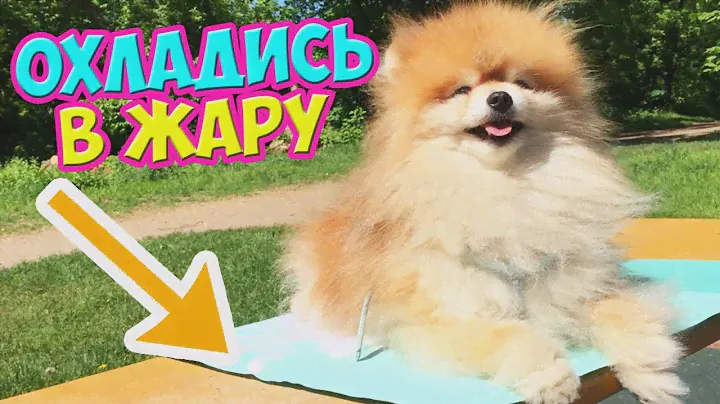 ОХЛАЖДАЮЩИЙ Коврик Для СОБАКИ ✔️КАК ОХЛАДИТЬ ЩЕНКА В ЖАРУ