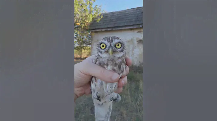 Сыч КУЗЯ 🦉🦉🦉 летит на волю 🤘🤘🤘полная версия 👍👍👍