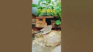 Bird is the word song - Surfin Bird