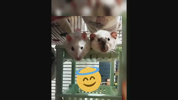 Ангелочки 😇😇😇💕#листиккексик#ratslove#моилюбимки#твимз